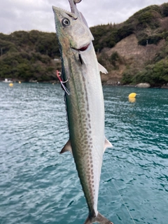 サゴシの釣果