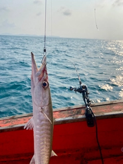 オニカマスの釣果