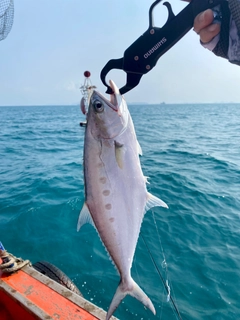 イケカツオの釣果