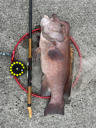 コブダイの釣果