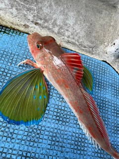 ホウボウの釣果