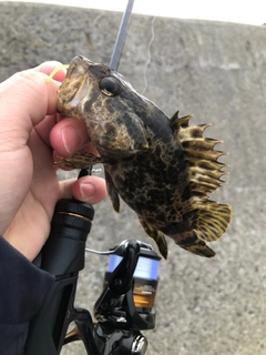 タケノコメバルの釣果