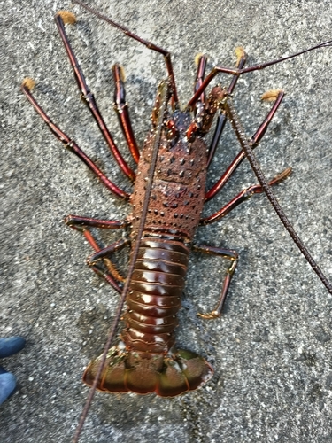 イセエビの釣果