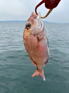 タイの釣果