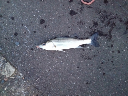 セイゴ（マルスズキ）の釣果