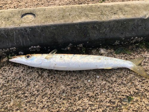 カマスの釣果