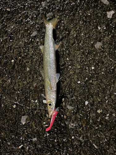 カマスの釣果