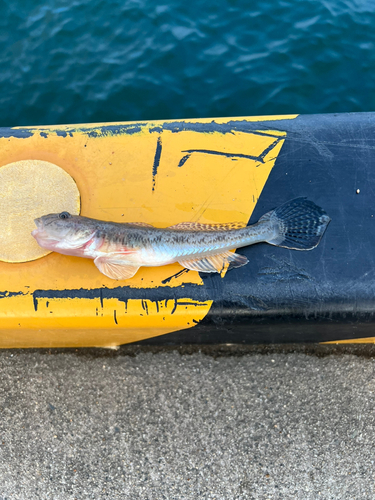 ハゼの釣果