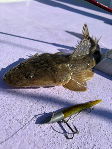 マゴチの釣果