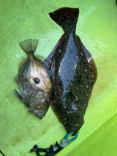 ヒラメの釣果