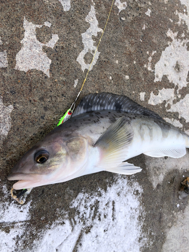 ホッケの釣果