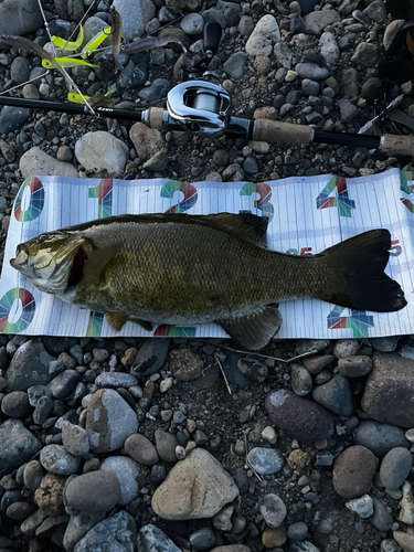 スモールマウスバスの釣果