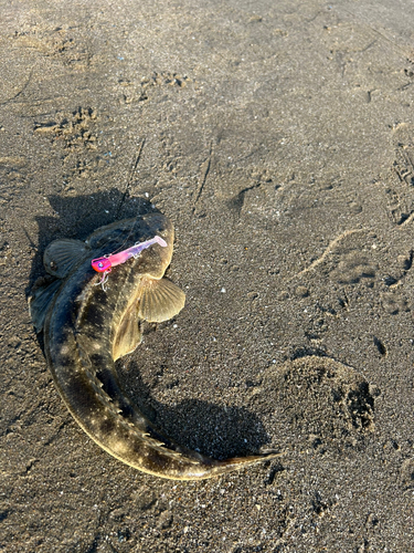 マゴチの釣果