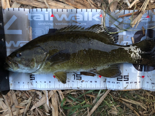 スモールマウスバスの釣果