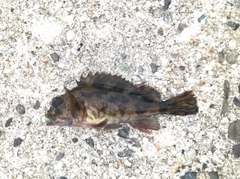 タケノコメバルの釣果