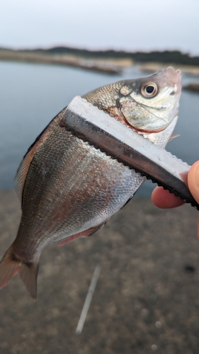 ウミタナゴの釣果