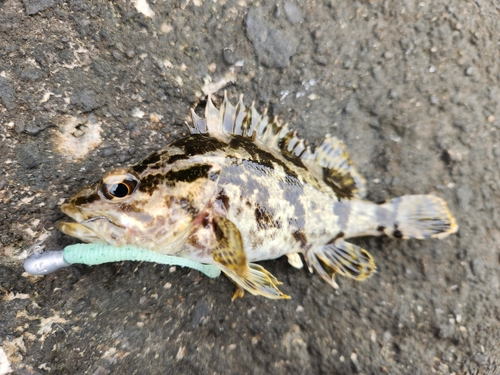 タケノコメバルの釣果