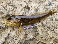 アナハゼの釣果