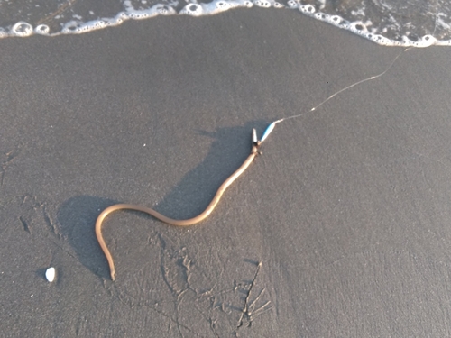 ウミヘビの釣果