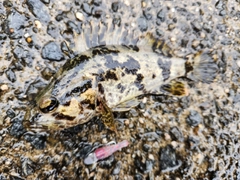 タケノコメバルの釣果