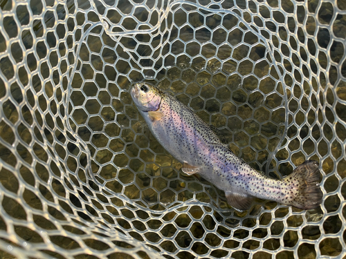 ニジマスの釣果