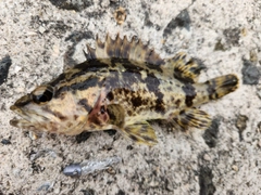 タケノコメバルの釣果