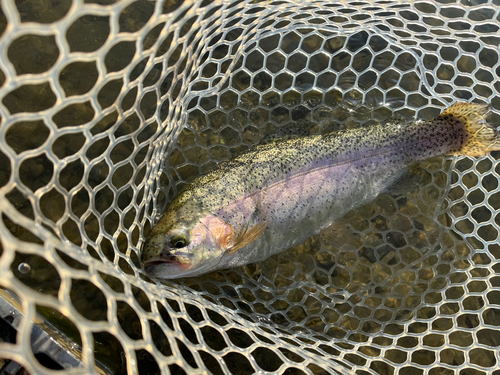 ニジマスの釣果