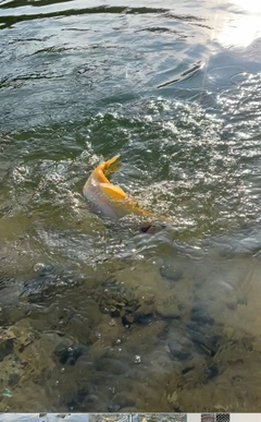 アルビノニジマスの釣果