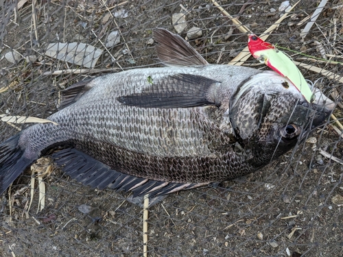 チヌの釣果