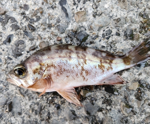 メバルの釣果