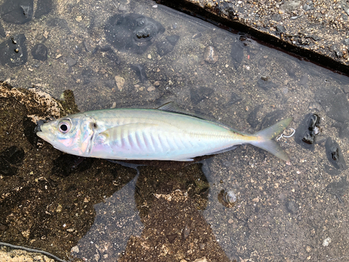 マルアジの釣果