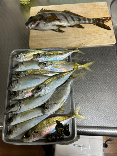 タカノハダイの釣果