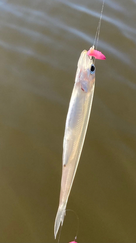 ワカサギの釣果