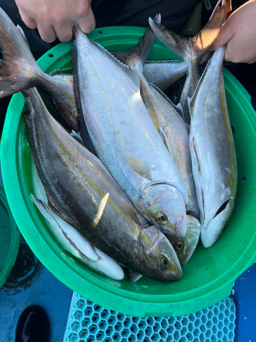 カンパチの釣果