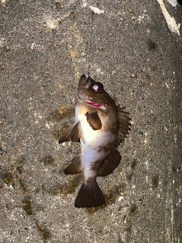 シロメバルの釣果