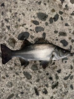 セイゴ（ヒラスズキ）の釣果