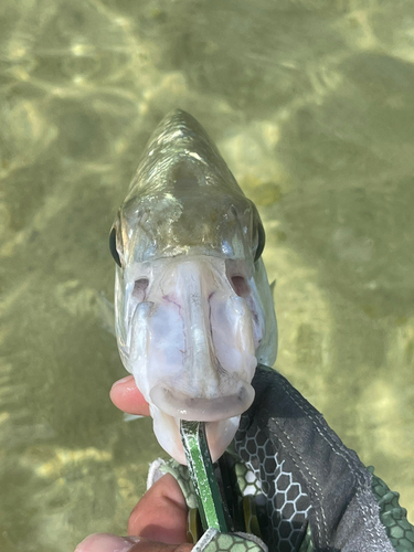 ツッパリサギの釣果