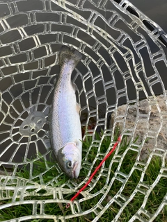 ニジマスの釣果