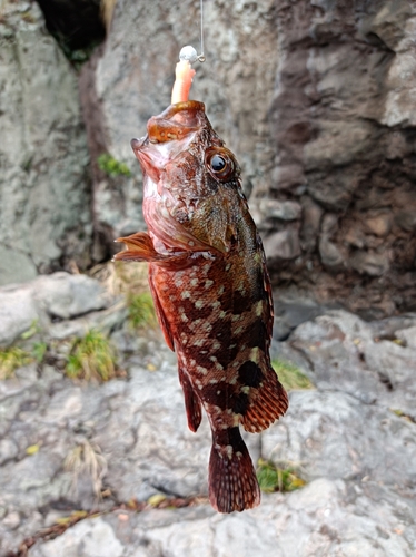 アラカブの釣果