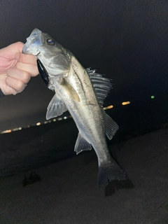 スズキの釣果