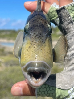 ゴマモンガラの釣果