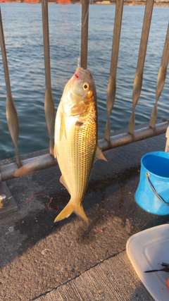 コノシロの釣果