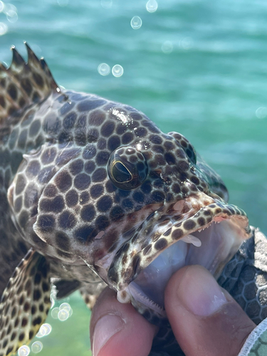 カンモンハタの釣果