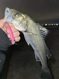 スズキの釣果