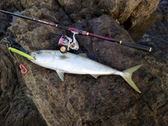 ハマチの釣果