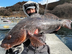 アイナメの釣果