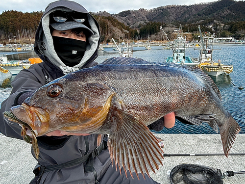 アイナメの釣果