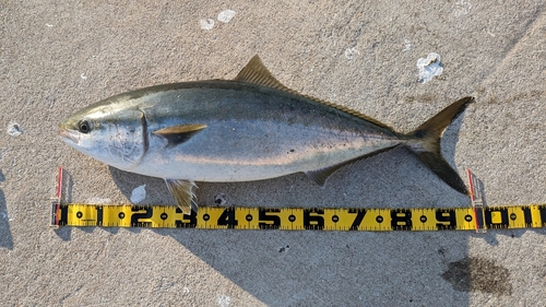 ブリの釣果