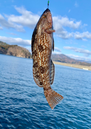 アイナメの釣果