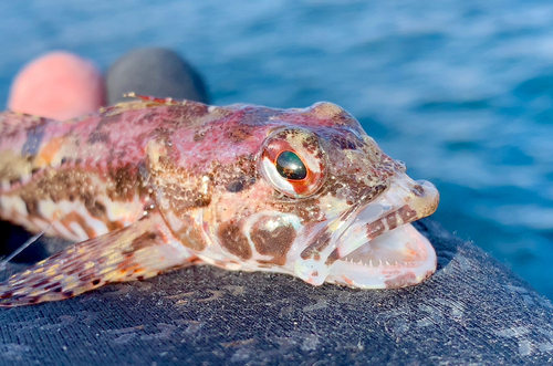 アナハゼの釣果